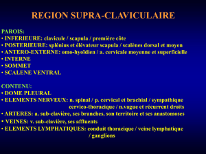 REGION SUPRA-CLAVICULAIRE PAROIS: INFERIEURE