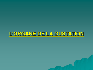 L`ORGANE DE LA GUSTATION