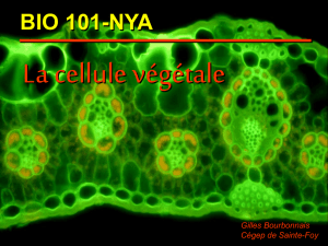 Diaporama sur la structure des cellules végétale