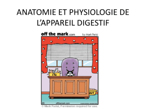 anatomie et physiologie de l`appareil digestif