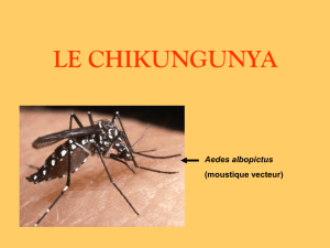 Qu`est-ce que le chikungunya