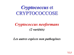 cryptococcus - carabinsnicois.fr