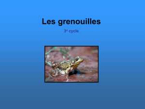 Les grenouilles 3 e cycle