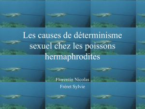 Les causes de déterminisme sexuels chez les poissons