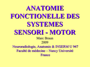 ANATOMIE FONCTIONELLE DES SYSTEMES SENSORI