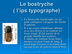 Le bostryche ( l`ips typographe)