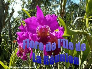 Flore de La Réunion
