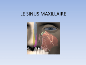 LE SINUS MAXILLAIRE