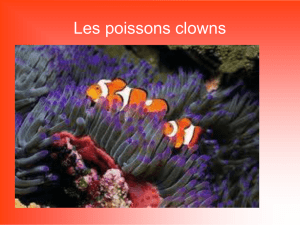 Les poissons clowns