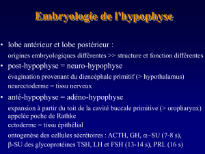 Anapathologie de l`hypophyse