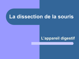 La dissection de la souris - ZAP SVT Libourne