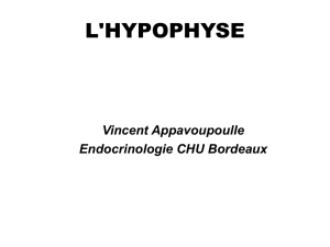 l`hypophyse