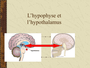 L`hypophyse et l`hypothalamus