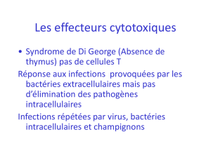 cours cytotoxicité 15 11 11