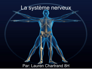 La système nerveux