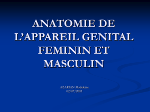 anatomie de l`appareil genital feminin et masculin