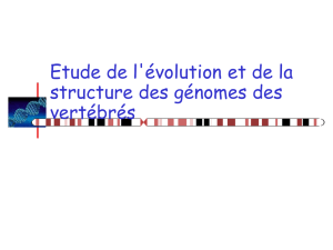 Etude de l`évolution et de la structure des génomes des vertébrés