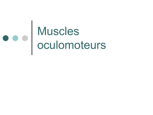 Muscles oculomoteurs