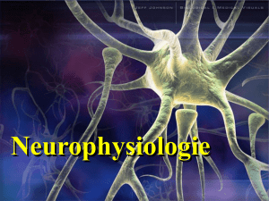 neurophysiologie.pps