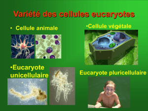 Les organites cytoplasmiques d`une cellule