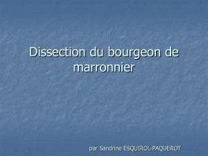Dissection du bourgeon (5,3 Mo)