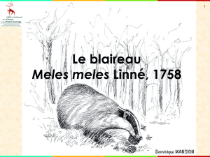 Le Blaireau Meles meles Linné, 1758