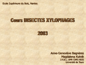 cours insectes xylophages
