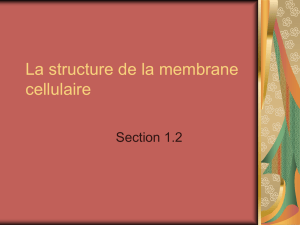 La structure de la membrane cellulaire