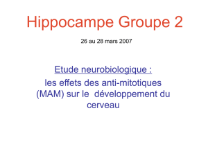Hippocampe Groupe 2 26 au 28 mars 2007