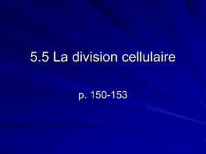 5.5 La division cellulaire