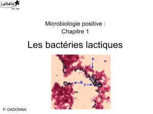 Les bactéries lactiques
