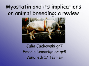 Myostatine et implication en sélection animale