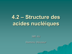 3.2 – Structure des acides nucléiques