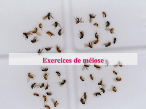 Exercices de méiose