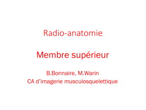 Radio-anatomie du membre supérieur