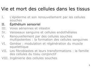 1-Epithélium sensoriel