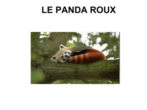 LE PANDA ROUX