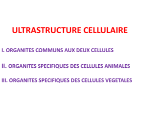 Ultrastructure cellulaire