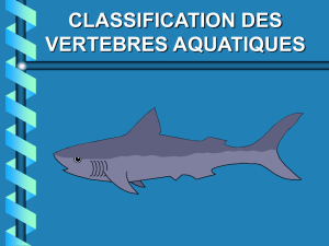 classification des vertebres aquatiques les agnathostomes