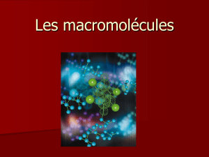 Les macromolecules - hrsbstaff.ednet.ns.ca