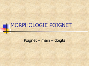 morphologie poignet