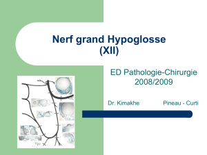 Nerf grand Hypoglosse (XII)