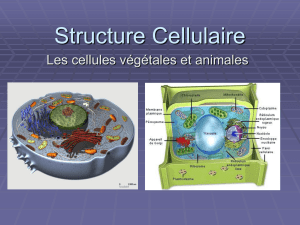 Structure Cellulaire - hrsbstaff.ednet.ns.ca