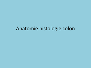 Anatomie histologie colon