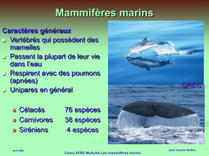 Mammiferes marins