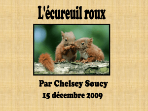 Présentation PowerPoint (L`écureuil roux)