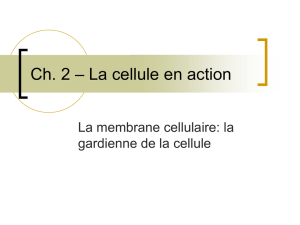 Ch. 2 – La cellule en action