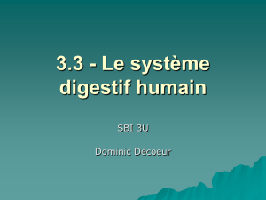 3.1 - Le système digestif humain