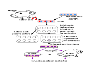 Cellules de myélome PRODUCTION ANTICORPS