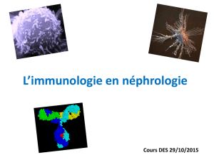 L`immunologie en néphro cours DES 29.10.15